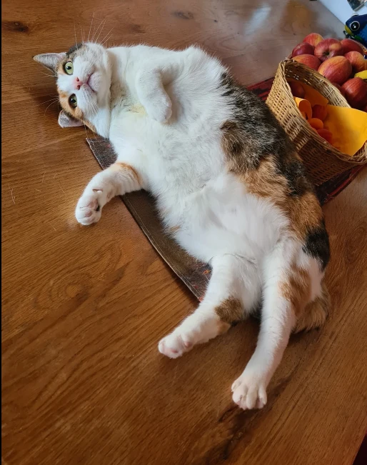 Katzenfoto von Amalia R.
