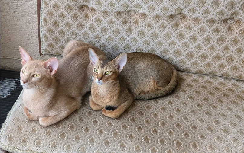 Katzen von Lilia