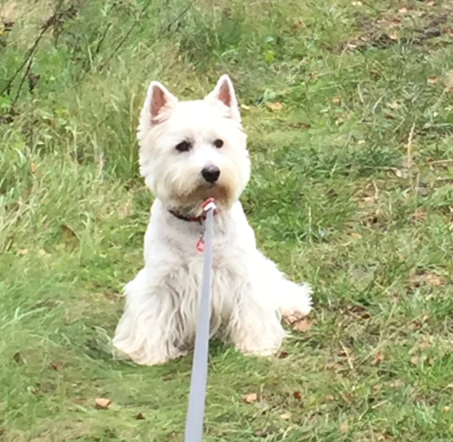 Westie von Sabine V.