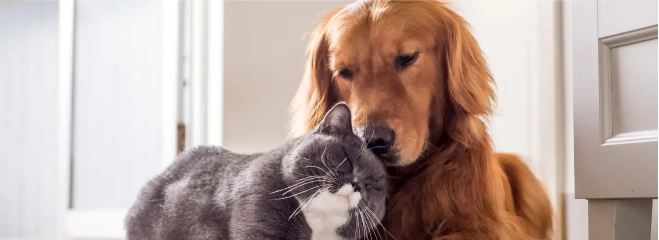 Slider_Dektop_hund_Katze